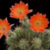 Echinocereus_sheerii